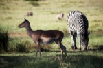 Deer with zebra